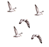 Resultado de imagen de gifs animados palomas blancas