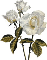 Gifs de Rosas Blancas Gifs de Rosas Blancas