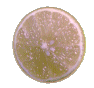 Limones