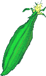 Maiz