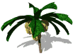 platanera