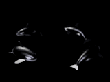 Ballenas
