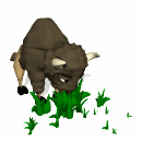 Bufalo