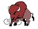 Bufalo