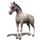Caballo