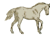 Caballo