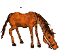 Caballo