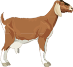 Cabra Marron