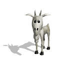 Cabra blanca