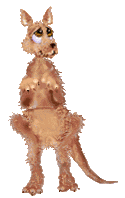 Canguro