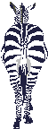 Cebras