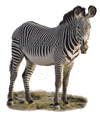 Cebra