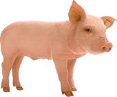 Cerdo