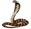 Cobra