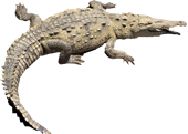 Cocodrilo