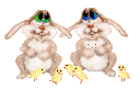 Conejos