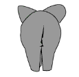 Elefante