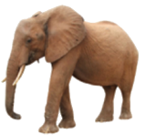 Elefante
