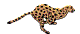 Felino