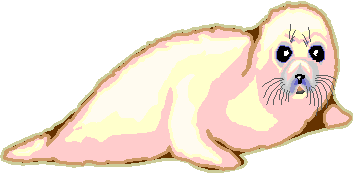 Foca