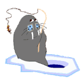 Foca