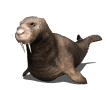 Foca