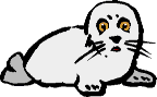 Foca