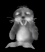 Foca