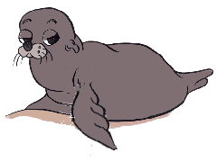 Foca