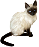 Gato