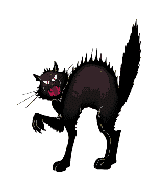 Gato