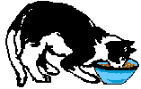 Gato