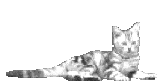 Gato