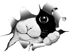 Gato