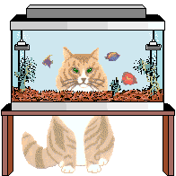 Gato en la pecera