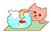 Gato