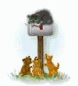 Gatos