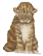 Gata