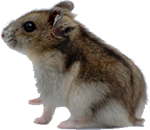 Hamster