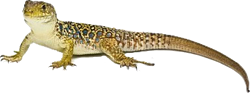 Lagarto