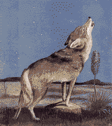 lobo