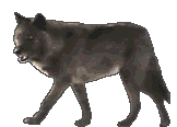 lobo
