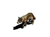 lobo