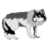 Lobo