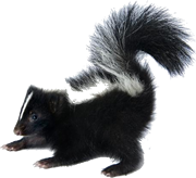 Mofeta