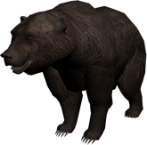 Oso