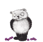 Oso panda