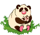 Oso panda