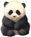 Oso Panda