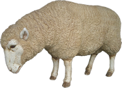 Oveja
